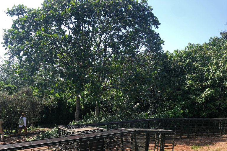 Kampala/Entebbe: Ngamba Island Chimps Sanctuary Tour