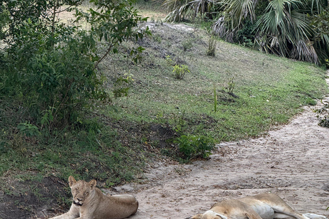 Dar es Salaam : safari de 2 jours dans le parc Mikumi en train de luxeDar es Salaam : circuit de 2 jours dans le parc Mikumi en train de luxe