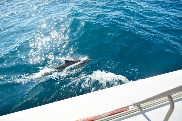 Pollença: Dolphin Watching Boat Excursion Dolphin watching mallorca north