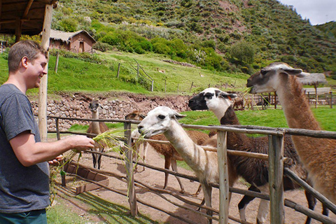 &quot;Da Cusco ad Awanakancha: l&#039;incontro con i camelidi andini&quot;