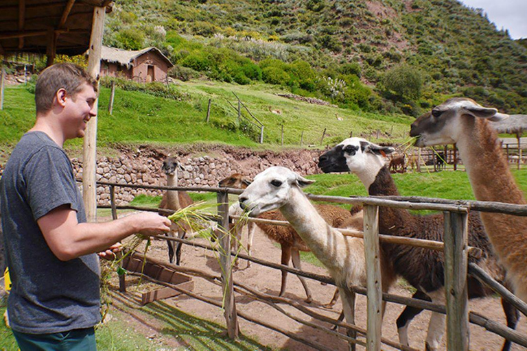 &quot;Da Cusco ad Awanakancha: l&#039;incontro con i camelidi andini&quot;