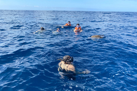 Puerto Escondido: Bootstour zu Delfinen und MeerestierenPrivate Tour