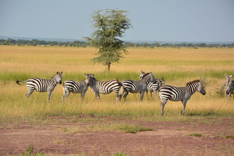 Safaris en camping de 4 jours au Ngorongoro et au Serengeti Np4 jours de safaris en camping au Ngorongoro et au Serengeti Np