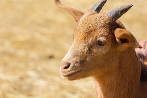 From Durres: Farmland, Vineyard &amp; Wine Tasting Tour