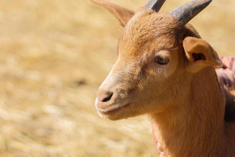 From Durres: Farmland, Vineyard &amp; Wine Tasting Tour