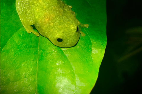 La Fortuna: tour notturno del Rio Habana con guida