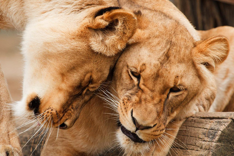 5-tägige Gruppensafari Tarangire, Serengeti, Ngorongoro, Manyara