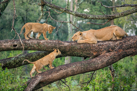 Desde Arusha: Safari de 2 días al Lago Manyara y al Ngorongoro ...