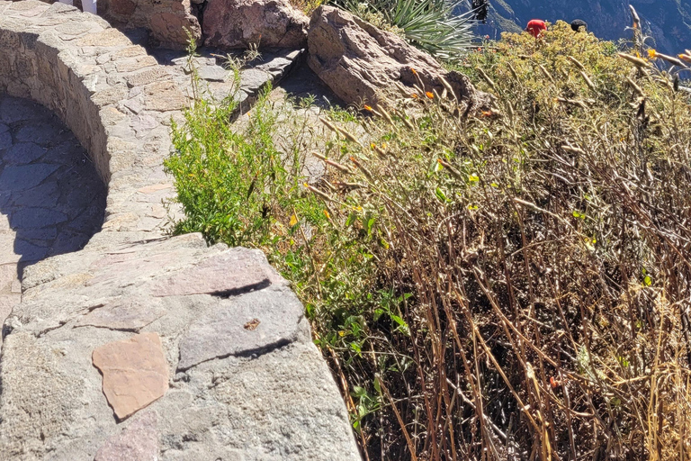 From Arequipa: Colca Canyon Day Hike