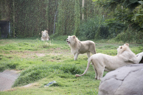 Dubai: Inträdesbiljett till Dubai Safari ParkSafari Park Pass