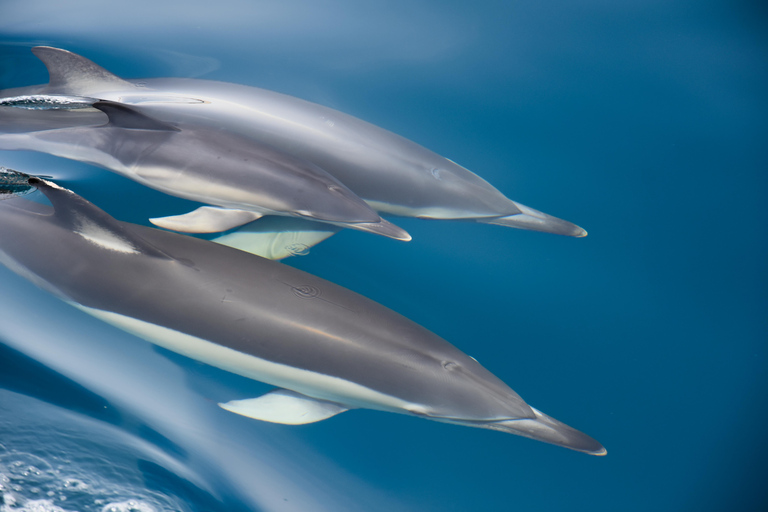 New: Into the Wild - 3H w/Marine Biologists - dolphins &more