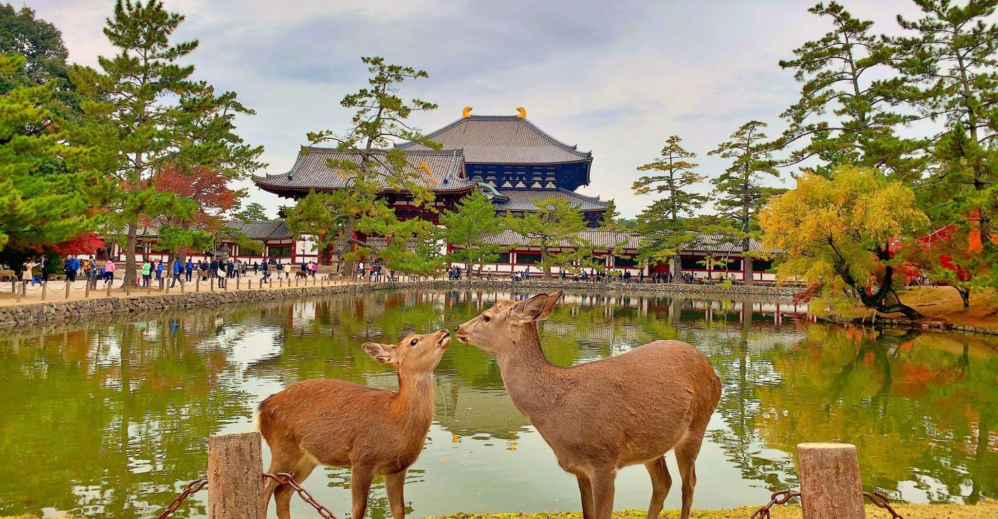 From Osaka/Kyoto: Kinkakuji, Arashiyama, FushimiInari, Nara photo 4