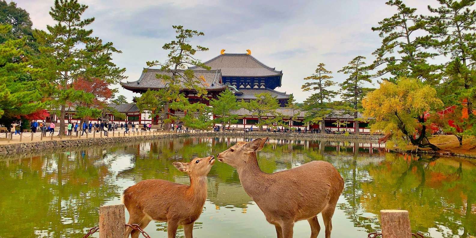 Kyoto experience — temples, geisha, bamboo grove — image 6