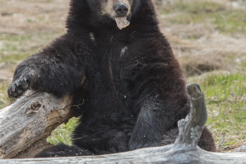 From Anchorage: Portage Glacier and Wildlife Full-Day Tour