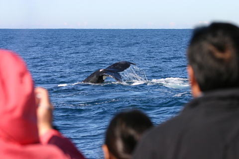 Port Stephens: 2.5-Hour Whale Watching & Outer Island Cruise Whale Watching Cruise
