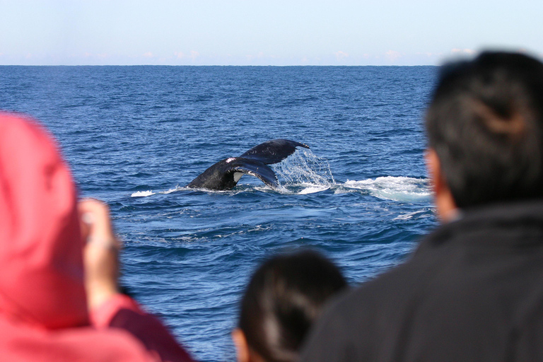 Port Stephens: 2.5-Hour Whale Watching & Outer Island Cruise Whale Watching Cruise