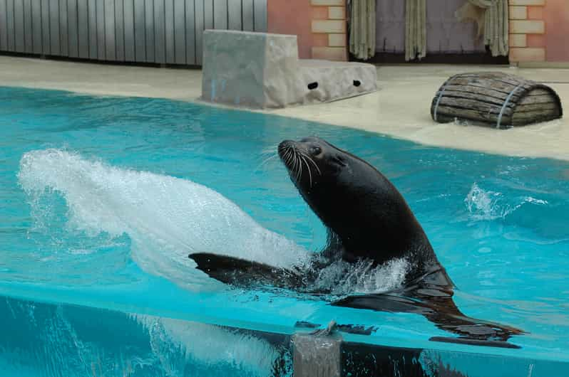 Bruges: AttractionPark and Dolphinarium at Boudewijn Seapark | GetYourGuide