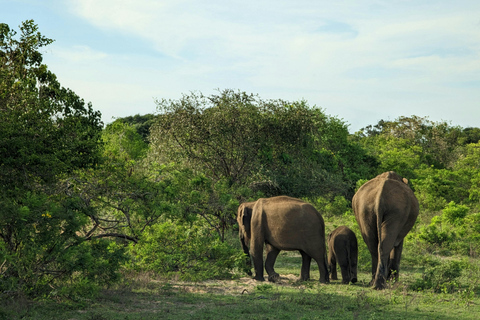 Sri Lanka: 9-Day Honeymoon Tour with Accommodation