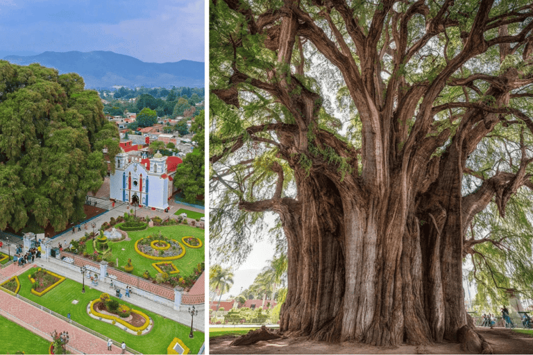 Ancestral Cooking, Textile Art in Teotitlán and Tule Tree