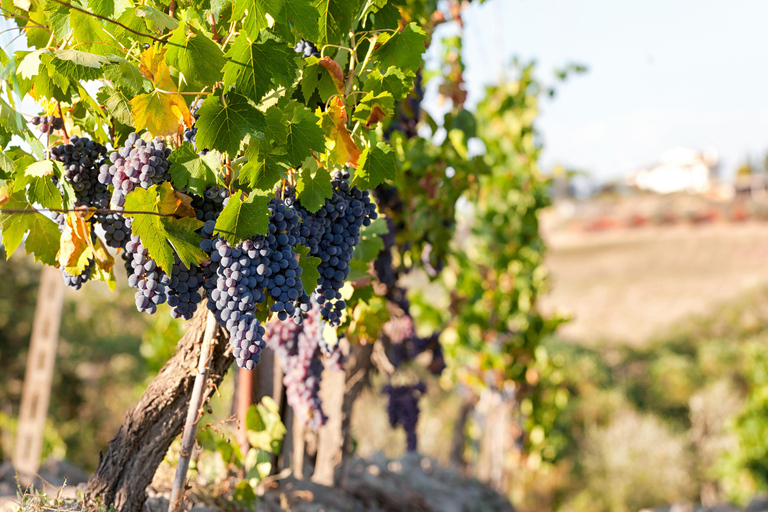 From Florence: Montepulciano, Pienza e Montalcino From Florence: Montepulciano, Pienza e Montalcino