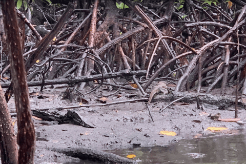 Puerto Princesa: Jungle Trail Trek to the Underground River