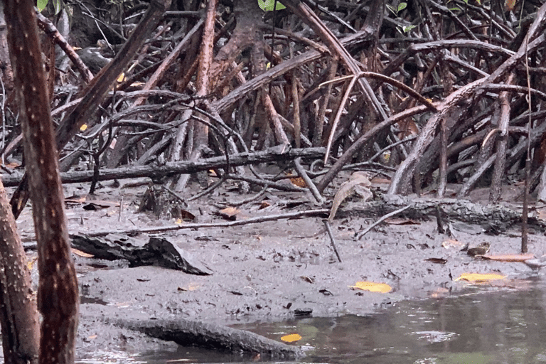 Puerto Princesa: Jungle Trail Trek to the Underground River