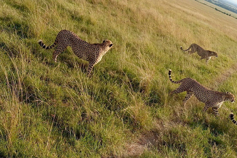 Nairobi:5Days Maasai Mara,Lake Nakuru &Naivasha Group Safari Accomodation Upgrade