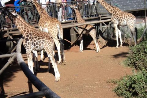 Parque Nacional de Nairobi, Orfanato de Elefantes e Centro de Girafas