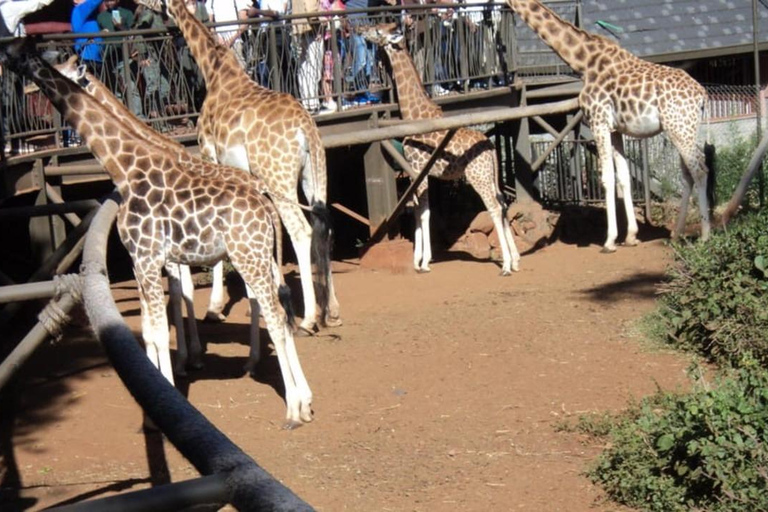 Parque Nacional de Nairobi, Orfanato de Elefantes e Centro de Girafas