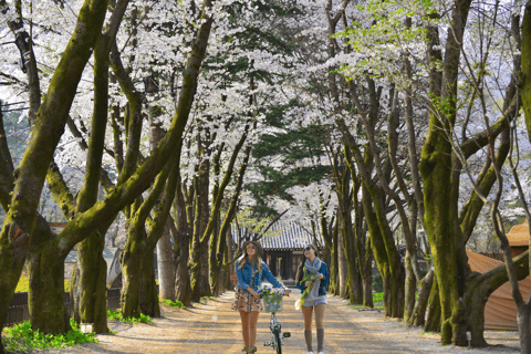 Seoul: Nami und Petite France Tour mit optionalem K-Garten