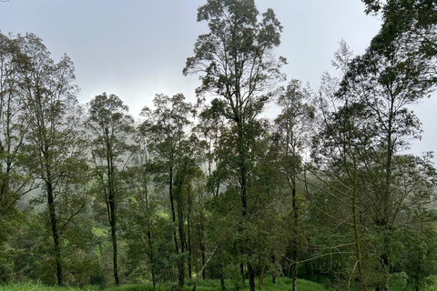 Yogyakarta: Merapi Volcano Trek with Transfer Daylight Trekking at Merapi Volcano (without sunrise)