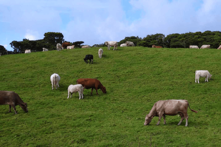 Faial Island: Personlig rundtur med Pic Nic