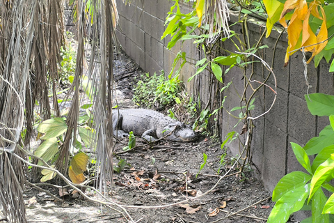 Miami: Everglades Small Group Tour in French Miami: Guided Everglades Tour in a Small Group in French