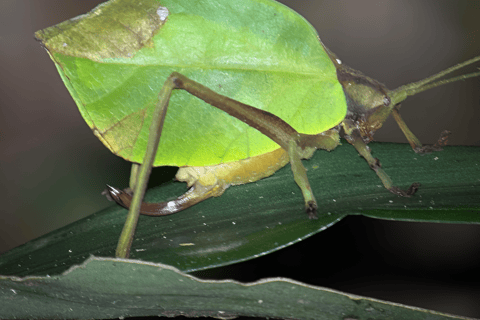 Monteverde: Cloud Forest Night Tour with Pablo
