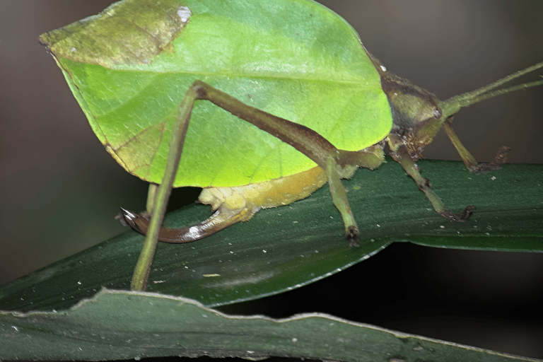 Monteverde: Cloud Forest Night Tour with Pablo