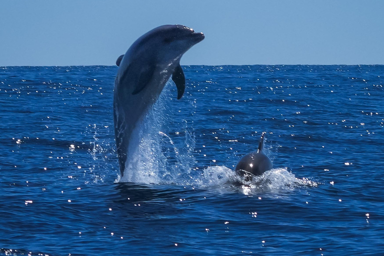 Catamarán Le Providence: Descubre el gran delfín en Grau-du-RoiCatamarán Le Providence: Descubre el delfín mular en Le Grau-du-Roi