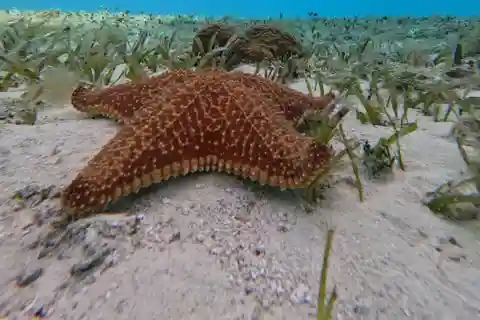 Cozumel, El Cielo: excursão compartilhada de 4 horas para mergulho com snorkel