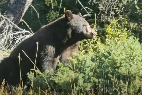 Banff: Evening Wildlife Safari Guided Tour