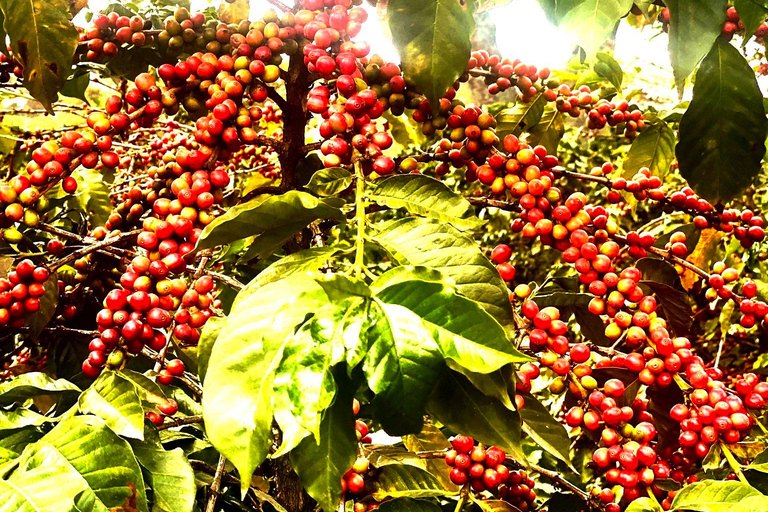 Fairview Coffee Farm and Factory Guided Tour with Entry Fees