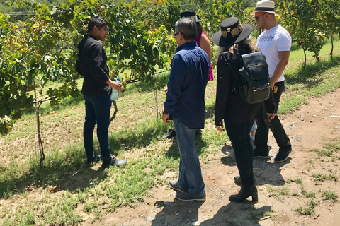 Rondleiding &quot;Parras de la Fuente&quot;, met gids, transfer en tickets