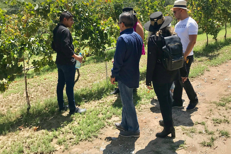 Rondleiding &quot;Parras de la Fuente&quot;, met gids, transfer en tickets