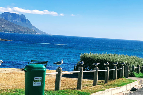 Ciudad del Cabo: Visita guiada de un día al Cabo de Buena Esperanza y los Pingüinos