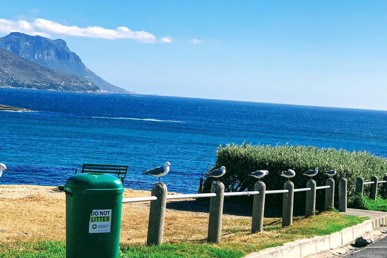 From Cape Town: Cape of Good Hope and Penguins Shared Tour