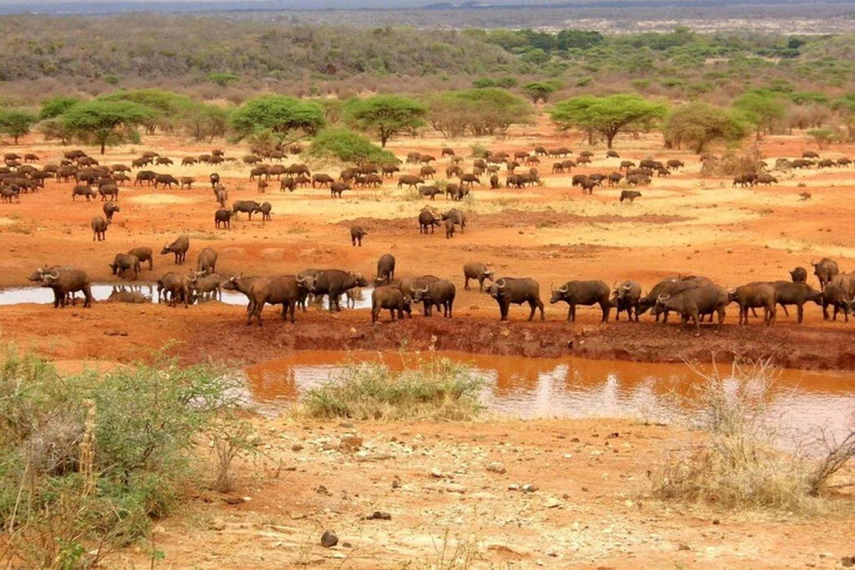 Mombasa: 4-Day Tsavo East, West, & Taita Hills Safari