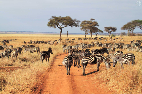 Safari en groupe de 4 jours dans le Tarangire, le Ngorongoro et le Serengeti