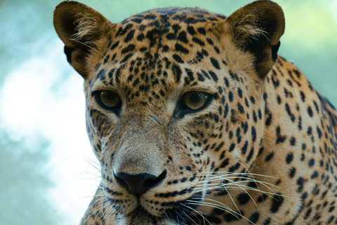 Jaipur: Visita guiada ao Jhalana Leopard Safari Park