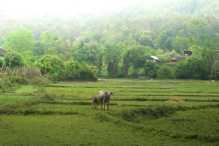 Chiang Mai: Jungle Jumbo Elephant Sanctuary with Waterfall