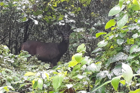 4 Tage mit einer Turmübernachtung im Chitwan Nationalpark