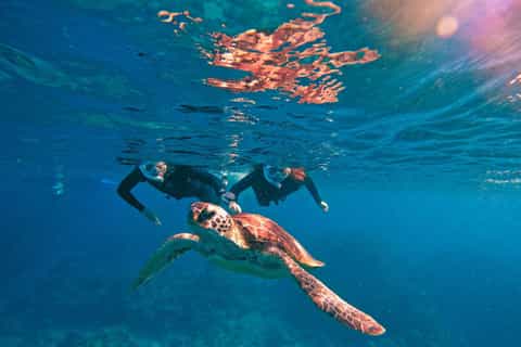 Okinawa, île d'Ishigaki : grotte bleue et snorkeling avec tortues
