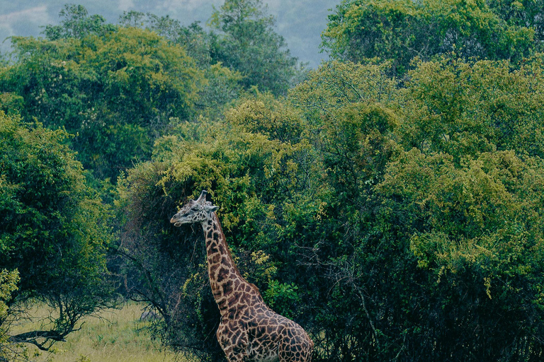 Kigali: Akagera National Park Safari with Boat Cruise